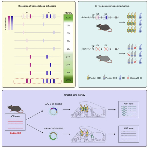 Can a broken ear be fixed? ShanghaiTech scientists’ breakthrough helps deaf mice hear again