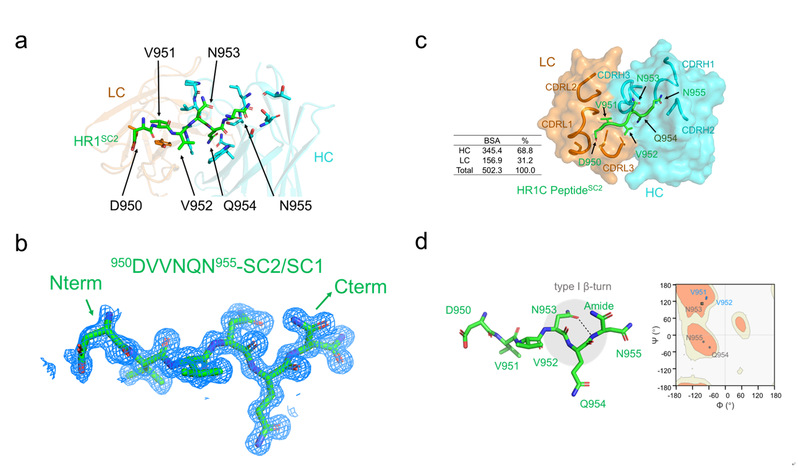 免化所杨光组发现RNA病毒广谱免疫表位