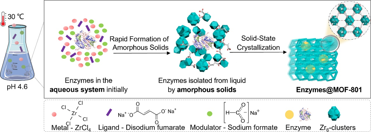 物质学院卓联洋课题组利用固态结晶策略成功在锆基MOFs中封装酶