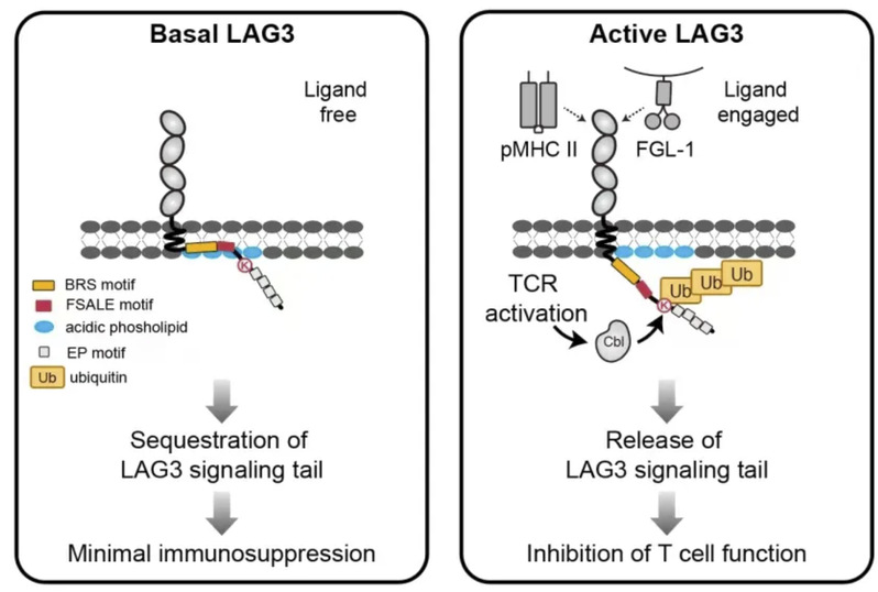 Unlocking the immune system switch: New study reveals how LAG3 modulates immune responses