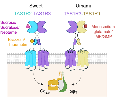ShanghaiTech University team reveals the structure and functional mechanism of the human sweet taste receptor