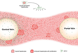 SLST Lab's Liver Regeneration Finding Published in Hepatology