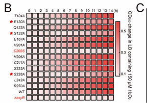 New Genome Editing Platform Explains H2O2-sensing Mechanism of OxyR